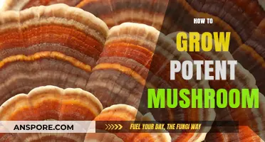 Mastering Mushroom Cultivation: Secrets to Growing Potent Varieties at Home