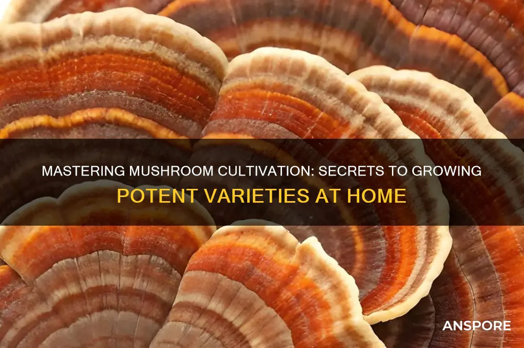 how to grow potent mushrooms