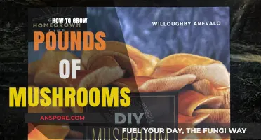 Master Mushroom Cultivation: Grow Pounds of Mushrooms at Home Easily