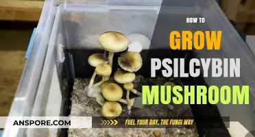 Cultivating Psilocybin Mushrooms: A Comprehensive Guide to Successful Growth