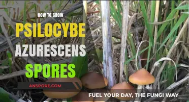 Mastering Psilocybe Azurescens: A Step-by-Step Guide to Growing Spores