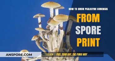 Mastering Psilocybe Cubensis Cultivation: A Guide to Growing from Spore Prints