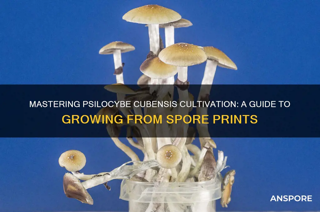 how to grow psilocybe cubensis from spore print