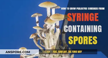 Mastering Psilocybe Cubensis Cultivation: A Step-by-Step Syringe Guide