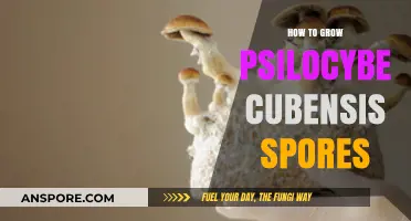 Mastering Psilocybe Cubensis Cultivation: A Step-by-Step Spores Guide