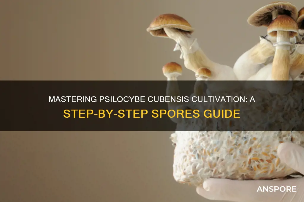 how to grow psilocybe cubensis spores