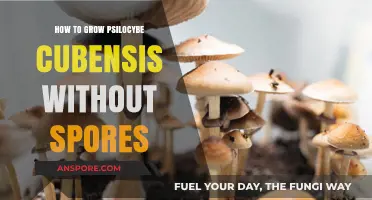 Growing Psilocybe Cubensis: Alternative Methods Without Spores Explained