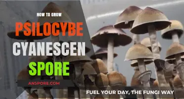 Mastering Psilocybe Cyanescens Spore Cultivation: A Comprehensive Growing Guide