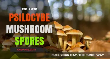 Mastering Psilocybe Mushroom Cultivation: A Guide to Growing Spores