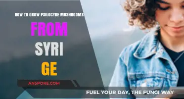 Growing Psilocybe Mushrooms: A Step-by-Step Guide Using Syri Ge