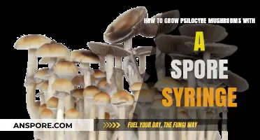 Mastering Psilocybe Mushroom Cultivation Using Spore Syringes: A Step-by-Step Guide