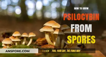 Cultivating Psilocybin Mushrooms: A Step-by-Step Guide to Growing from Spores