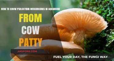 Growing Psilocybin Mushrooms in an Aquarium Using Cow Patty