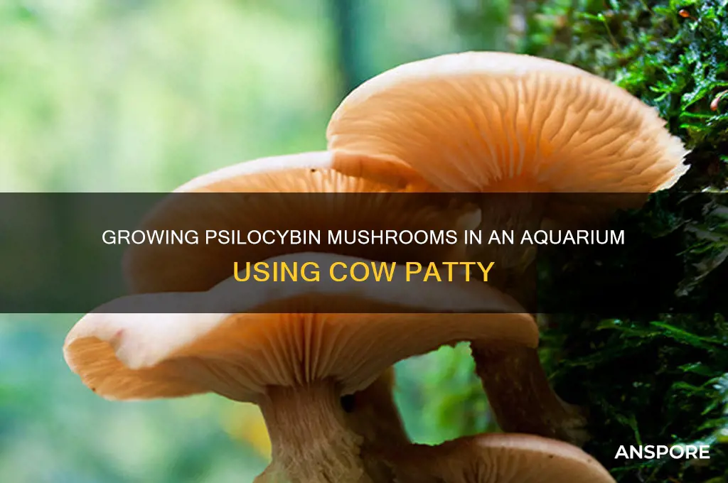 how to grow psilocybin mushrooms in aquarium from cow patty