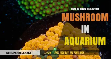 Aquarium Cultivation: Growing Psilocybin Mushrooms in a Controlled Environment