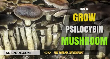 Cultivating Psilocybin Mushrooms: A Comprehensive Guide to Successful Growth
