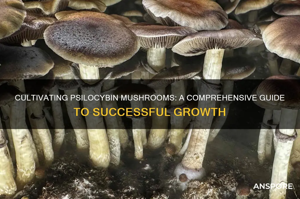 how to grow psilocybin mushrooms