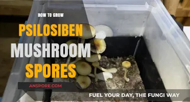 Mastering Psilocybin Mushroom Cultivation: A Guide to Growing Spores