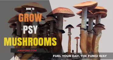 Cultivating Psilocybin Mushrooms: A Comprehensive Guide to Growing Psy Mushrooms