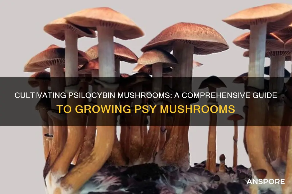 how to grow psy mushrooms