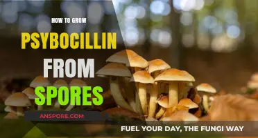 Mastering Psilocybin Mushroom Cultivation: Growing from Spores Step-by-Step