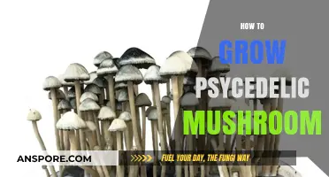 Cultivating Psychedelic Mushrooms: A Comprehensive Guide to Safe Growing Techniques