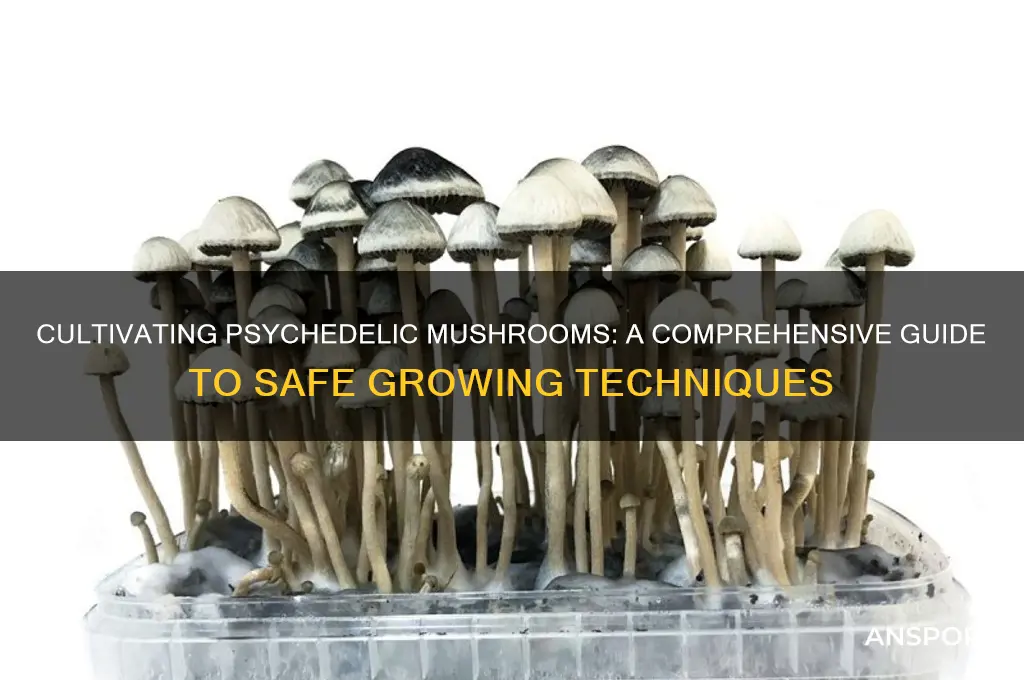 how to grow psycedelic mushrooms