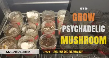 Cultivating Psychedelic Mushrooms: A Comprehensive Guide to Safe Growing Techniques
