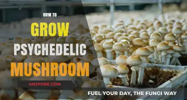 Cultivating Psychedelic Mushrooms: A Comprehensive Guide to Growing Techniques