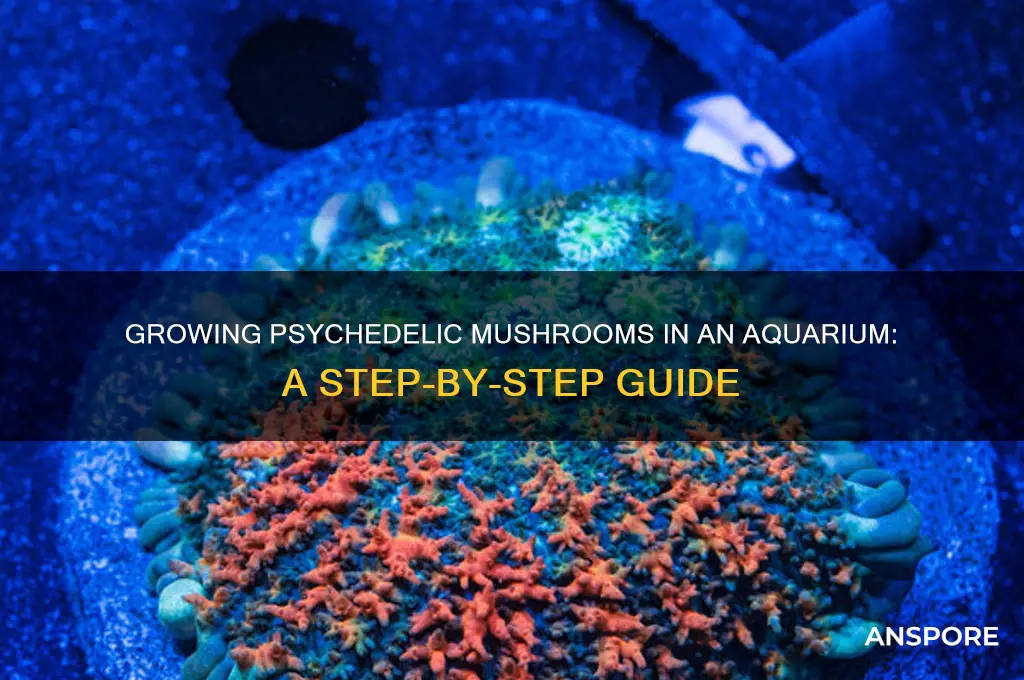 how to grow psychedelic mushrooms aquarium