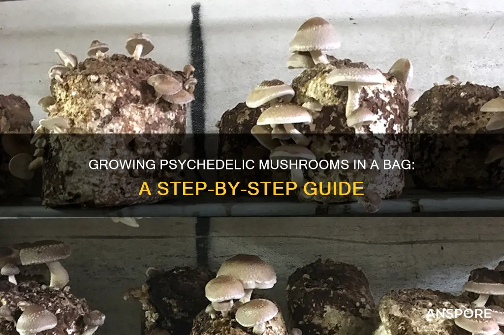 how to grow psychedelic mushrooms in a bag
