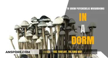Growing Psychedelic Mushrooms in a Dorm: A Step-by-Step Guide