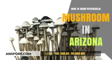 Cultivating Psychedelic Mushrooms in Arizona: A Comprehensive Growing Guide