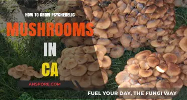 Cultivating Psychedelic Mushrooms in California: A Comprehensive Legal Guide