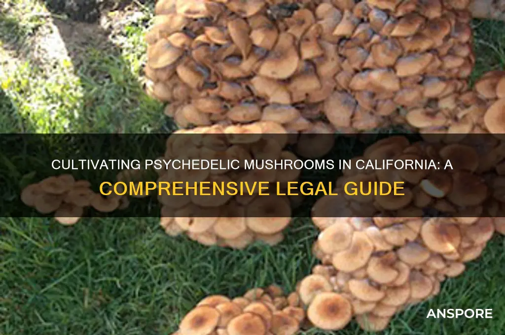 how to grow psychedelic mushrooms in ca