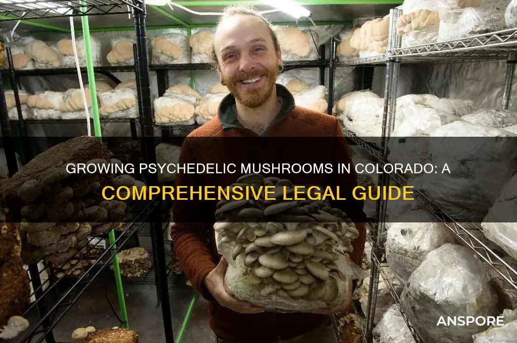 how to grow psychedelic mushrooms in colorado