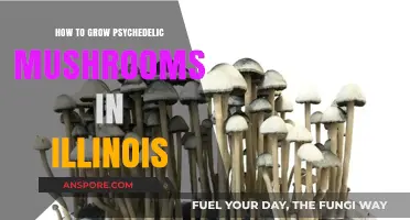 Cultivating Psychedelic Mushrooms in Illinois: A Comprehensive Legal Guide