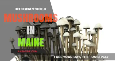 Growing Psychedelic Mushrooms in Maine: A Comprehensive Cultivation Guide