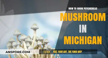 Cultivating Psychedelic Mushrooms in Michigan: A Comprehensive Growing Guide