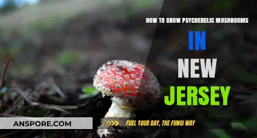 Cultivating Psychedelic Mushrooms Legally and Safely in New Jersey