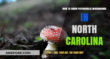 Cultivating Psychedelic Mushrooms Legally and Safely in North Carolina