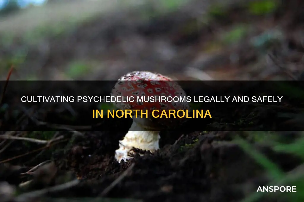 how to grow psychedelic mushrooms in north carolina