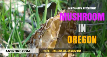 Cultivating Psychedelic Mushrooms Legally in Oregon: A Comprehensive Guide
