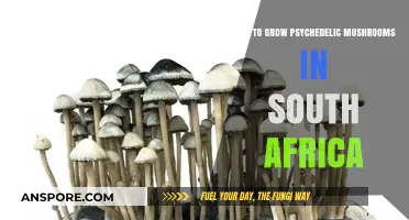 Cultivating Psychedelic Mushrooms in South Africa: A Comprehensive Guide