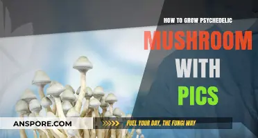 Cultivating Psychedelic Mushrooms: A Step-by-Step Guide with Photos