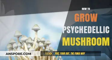 Cultivating Psychedelic Mushrooms: A Comprehensive Guide to Growing Techniques