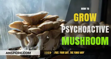 Cultivating Psychoactive Mushrooms: A Comprehensive Guide to Safe Growth