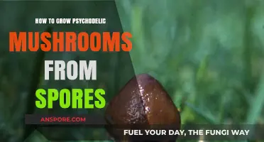Cultivating Psychedelic Mushrooms: A Step-by-Step Guide to Growing from Spores