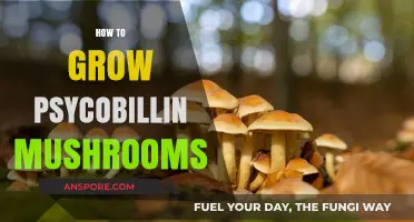 Mastering the Art of Growing Psychobillin Mushrooms: A Step-by-Step Guide