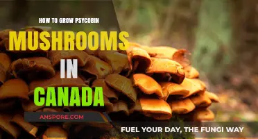 Growing Psilocybin Mushrooms in Canada: A Comprehensive Legal Guide